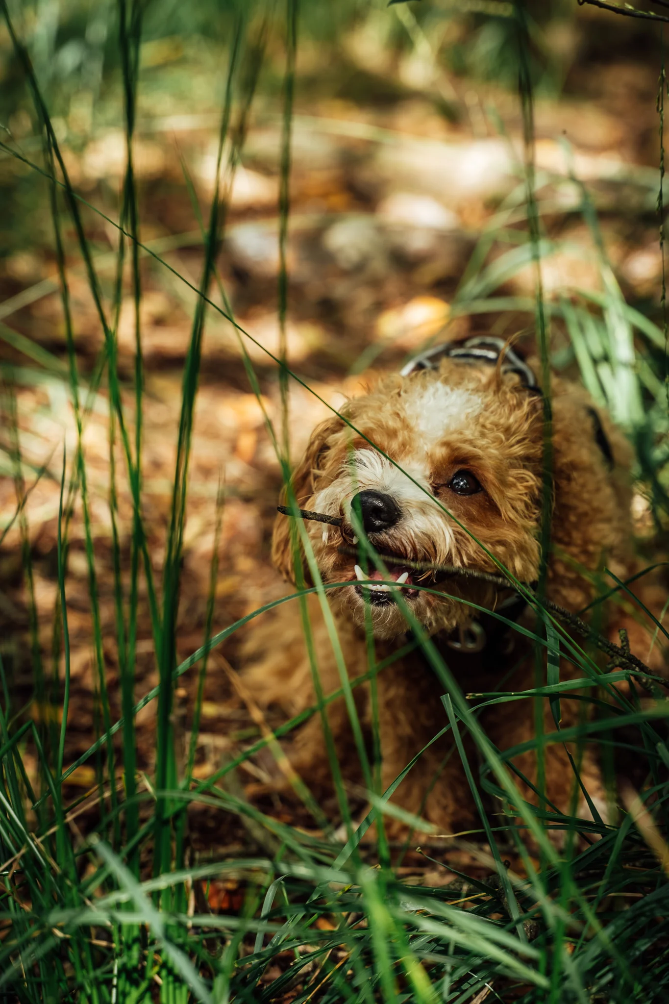 Tiere & Outdoor – Landschaft